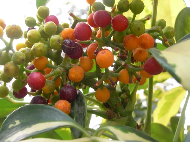 Cant think of a title