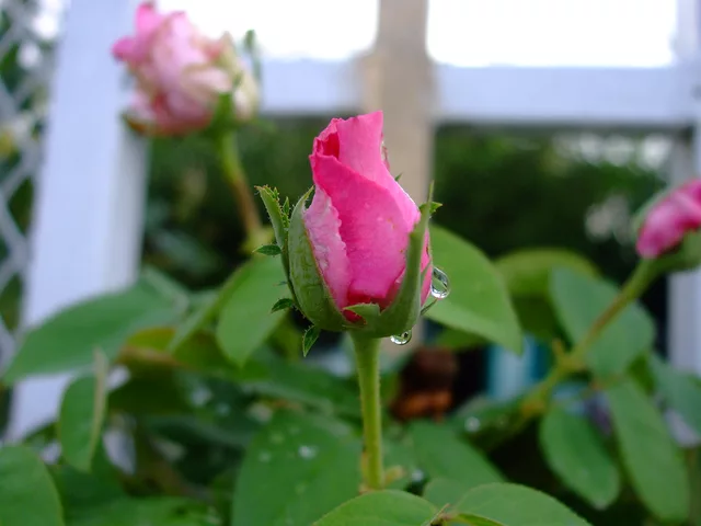 Rose bud