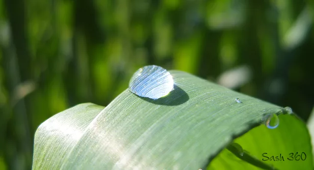 Boond - A Drop of Dew