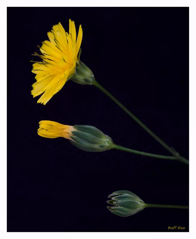 Hawksbeard