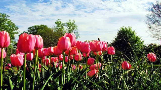 Tulip Pink