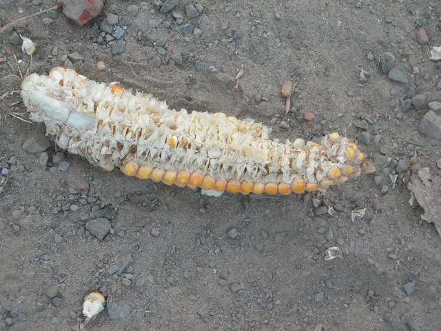 Corn..