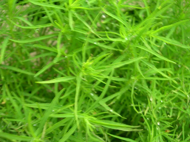water-grass-water