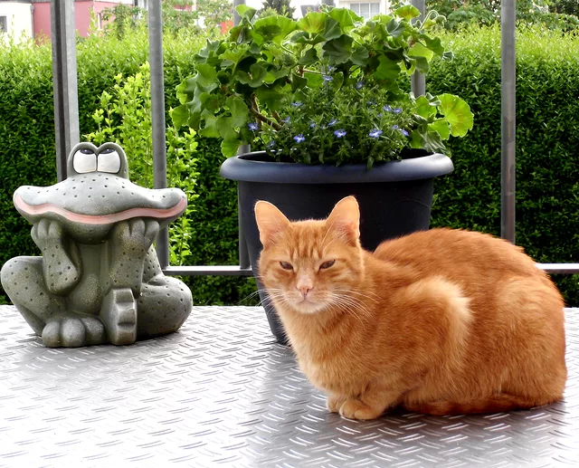 Dont you just hate grinning frogs