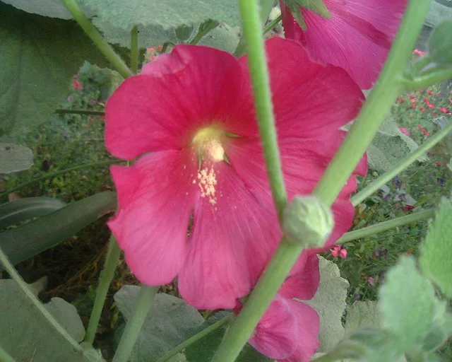 simplicity redefined