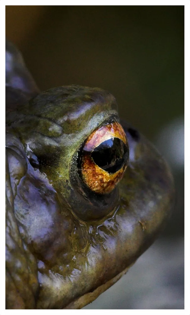Toad Eye View