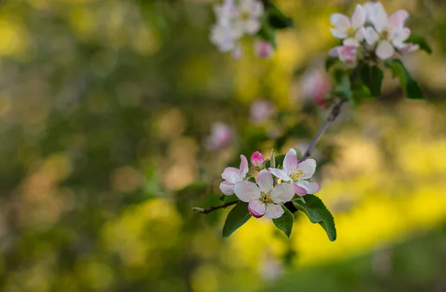 Apple Blossoms
