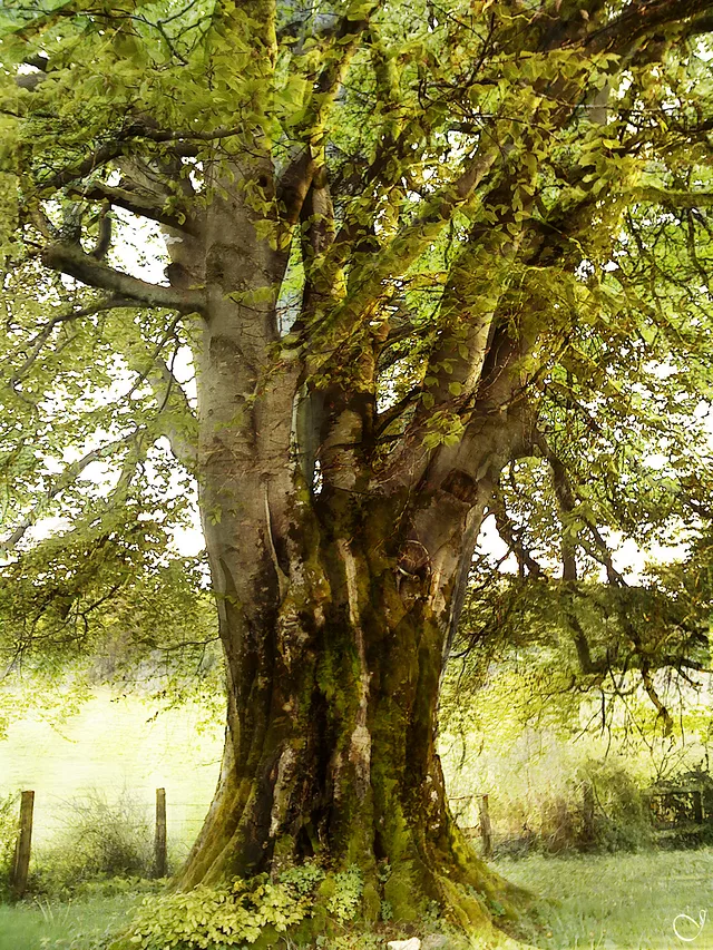 été est un paradis