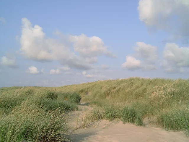 Beach Grass