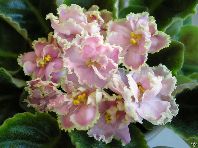 Saintpaulia Zima Ulibaetsia