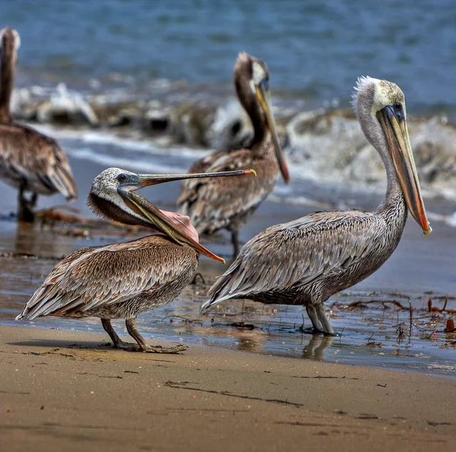 Think I&amp;acute;ll Bite Her aSS