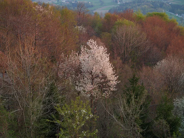 Springtime Boc Slovenia 0