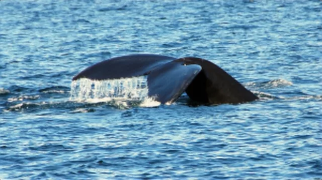 Whales Tail Up close