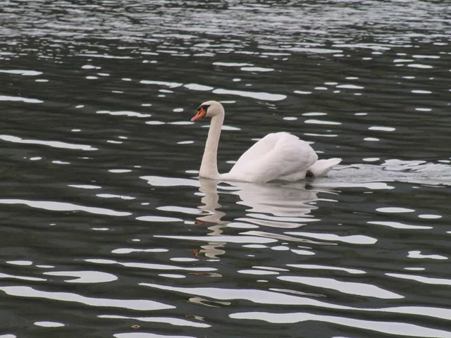 Swan