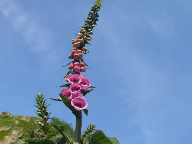 bells by Gregor Petrovic