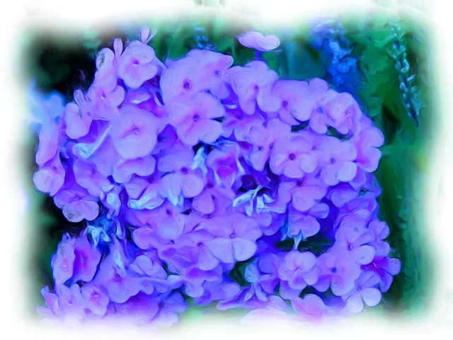 Purple flowers