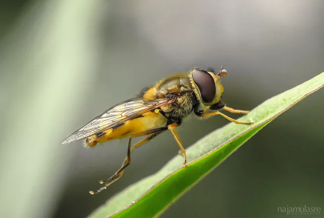 Hoverfly