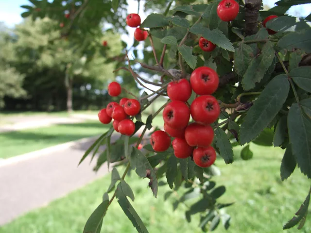 berrys by Gregor Petrovic