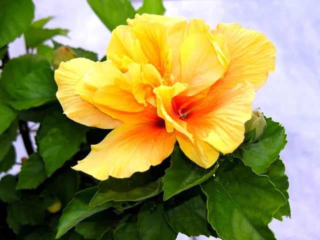 Hibiscus 1