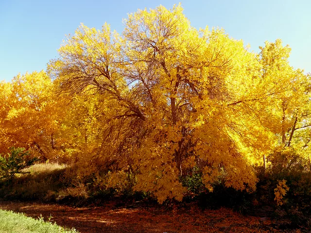 Colorado Cottonwood Trees