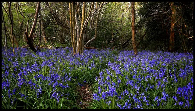 Bluebells