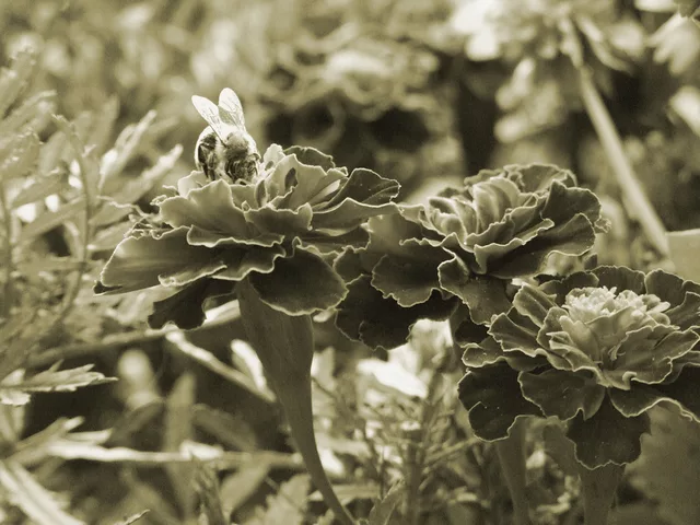 sephia bee by Gregor Petrovic