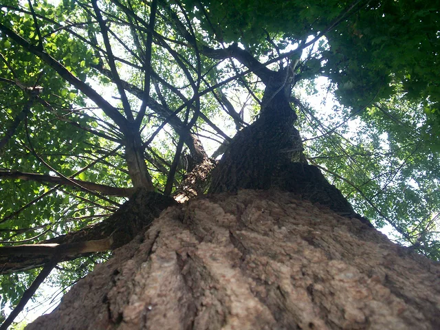 BigTree