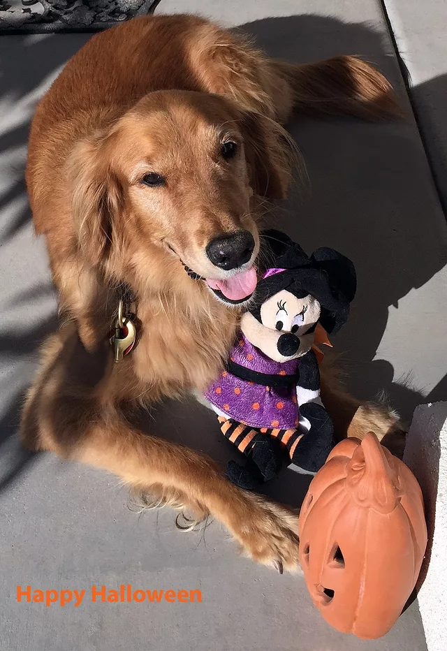 A Message from Honei