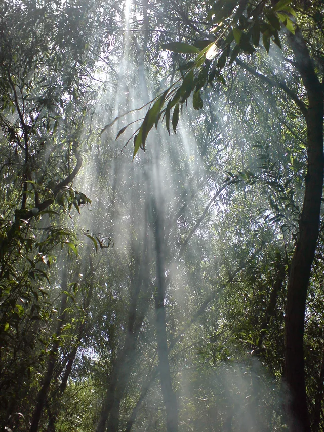 don´t smoke in forest