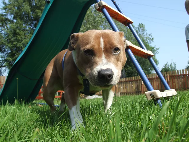 play time by Gregor Petrovic