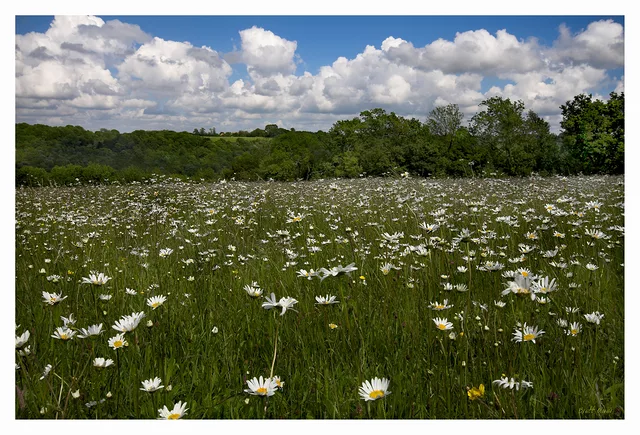Ox Eye Daisy