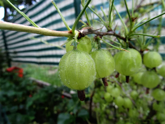 Gooseberry