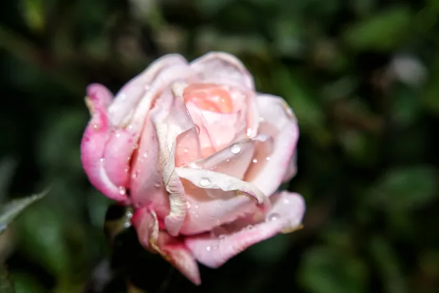 Wet Rose