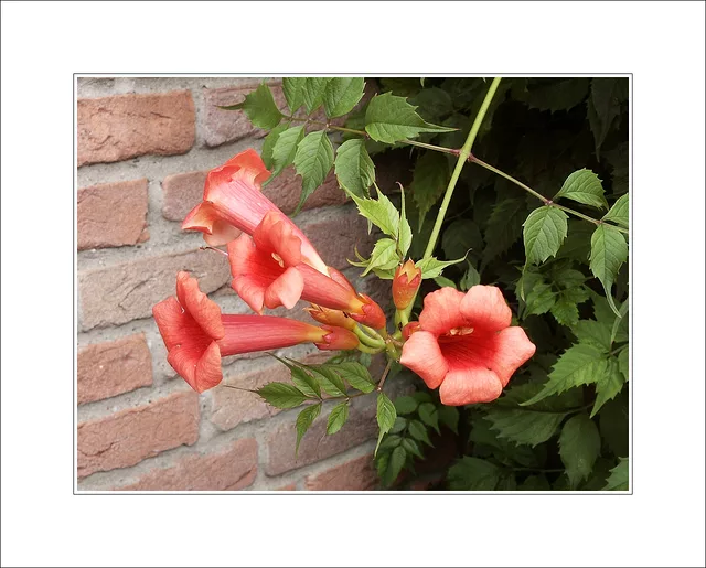 Bignonia (Campsis) radicans - Trumpet vine