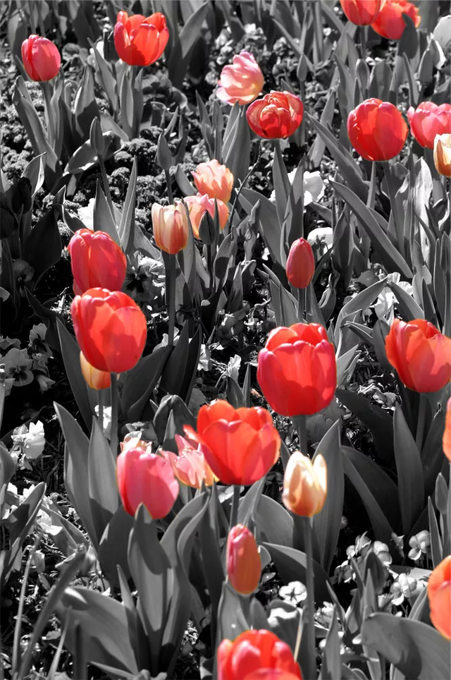 Red Tulips