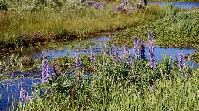Wild Perennial Lupin