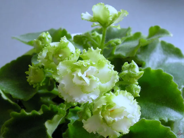 Saintpaulia Irish Flirt