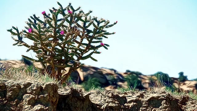 Desert Flowers