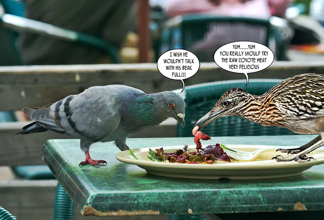 Yum....Yum......raw coyote meat