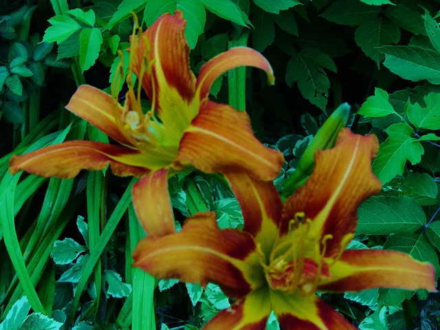 Tiger lilly