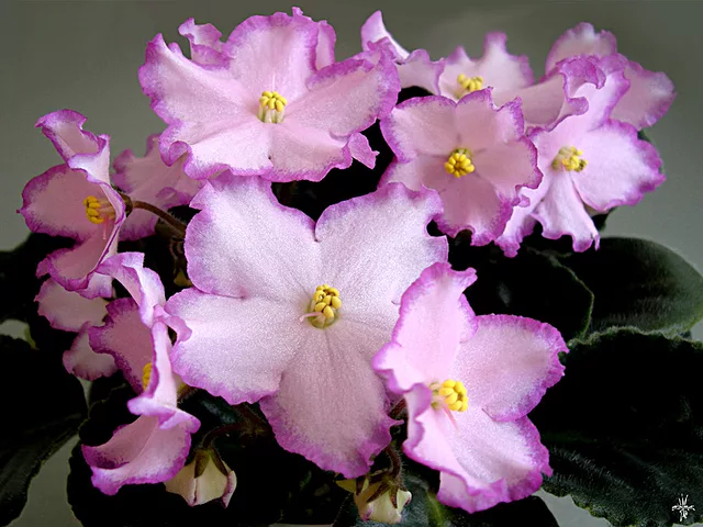 Saintpaulia Bubblegum Charm