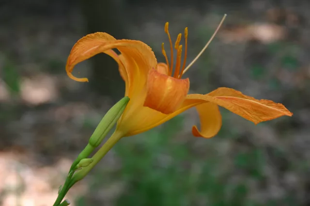 Day Lily