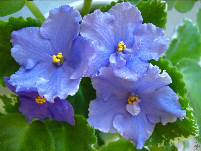 Saintpaulia Pretty Miss Kelly