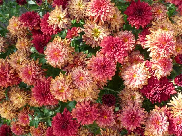 Fall Mums