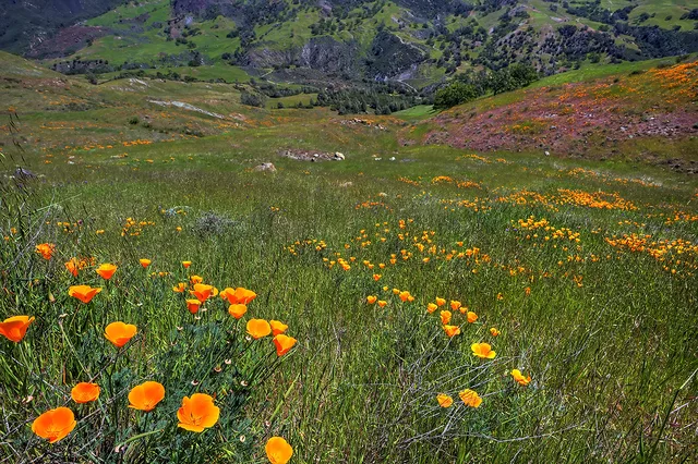 California Poppies