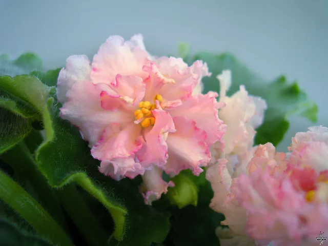 Saintpaulia Sunkissed Rose