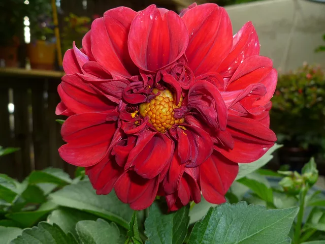 Red Dahlia