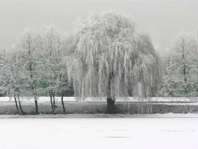 Willow River Drava Slovenia