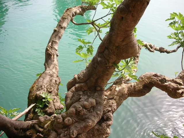Tree - Manavgan in Turkey