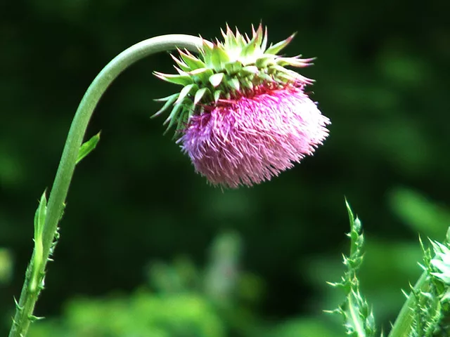 Musk Thistle